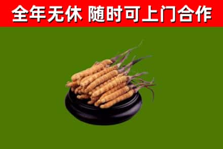 东阳市烟酒回收冬虫夏草.jpg
